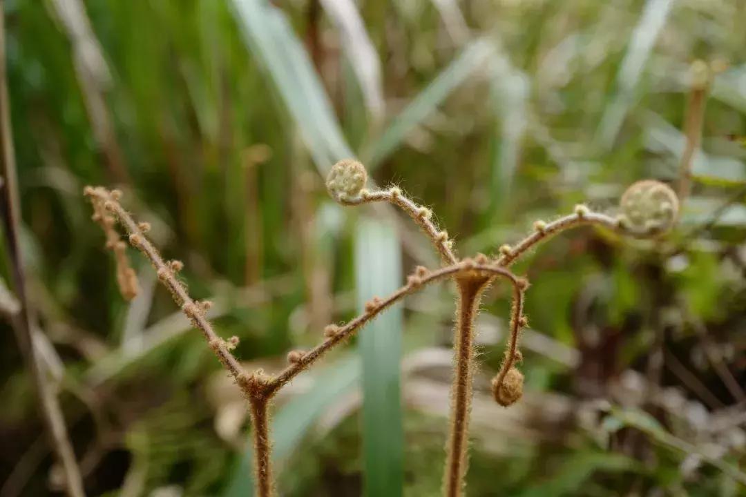 法国归来的插画师也难逃这片山林“诱惑”，夏天还想来看萤火虫