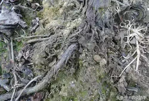 如何养好葡萄树苗,如何养好葡萄的根