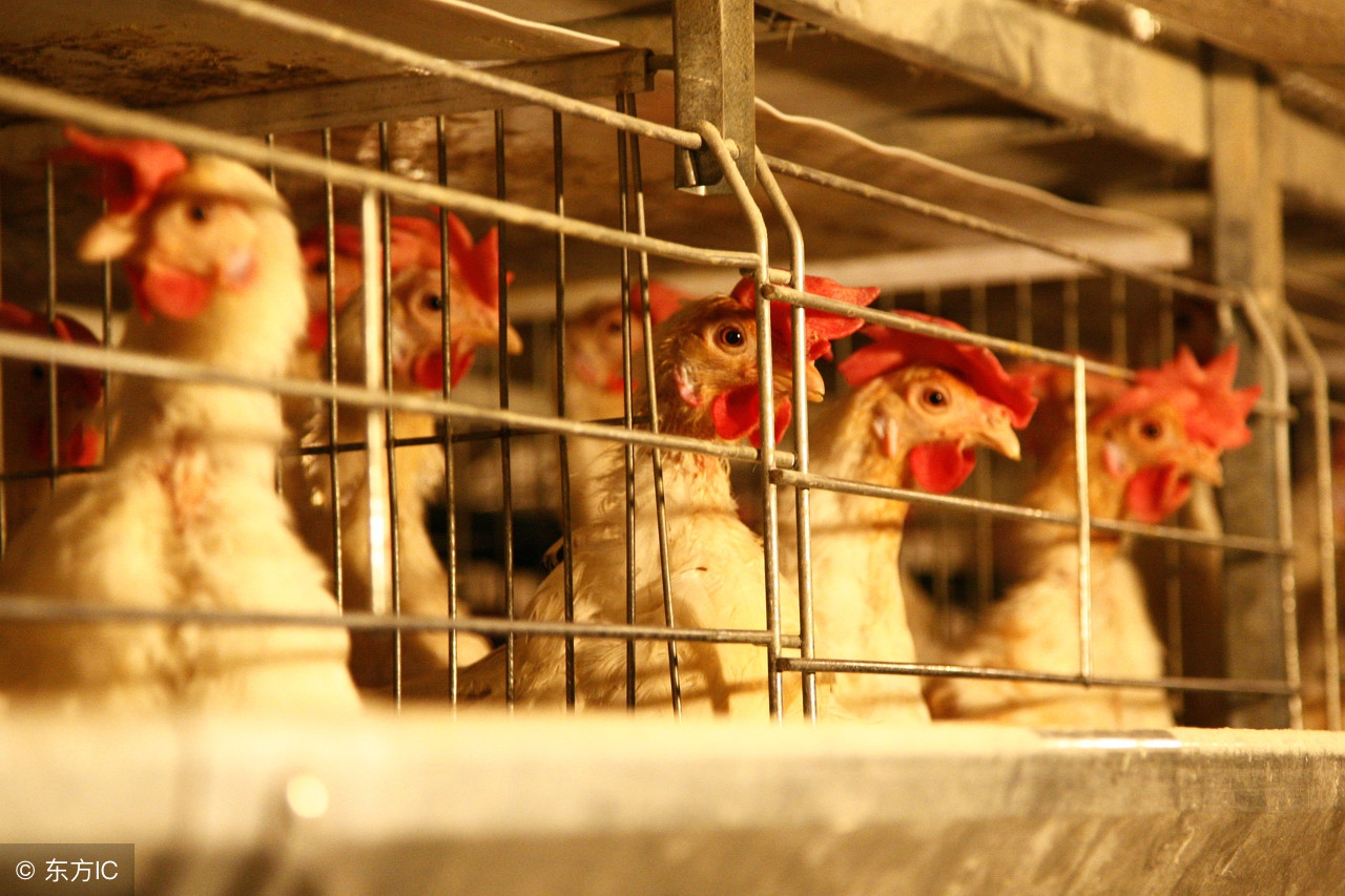 蛋鸡脱肛的原因及解决方案