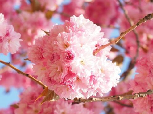 樱花种子怎么发芽,樱花种子的种植方法