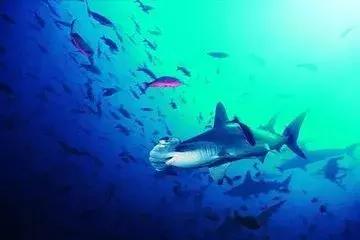 专治心脑血管降血脂的深海鱼油,哪款深海鱼油保护心脑血管最好