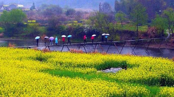 中国十大最美油菜花前十位,中国最美十大油菜花田排名
