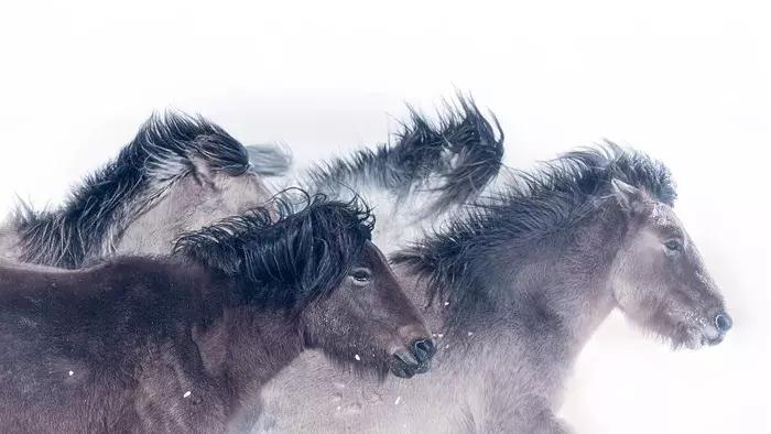 2018年全球华人摄影十杰,中国第18届国际摄影展入围作品