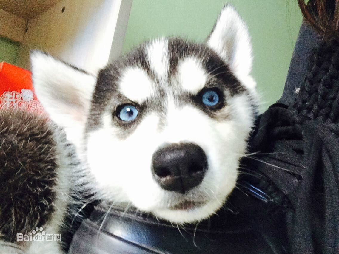 纯二哈血统,二哈的原血统