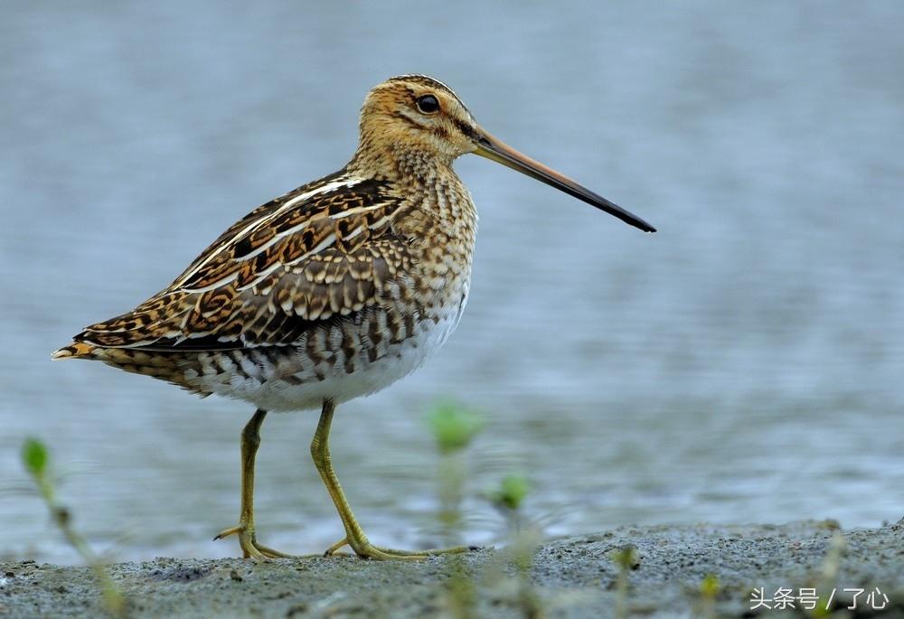 扇尾沙锥几月好抓,扇尾沙锥图片