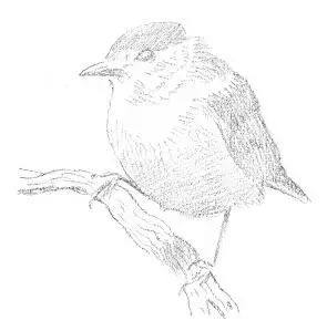 素描入门零基础教程动漫人物,素描入门零基础教程排线握笔