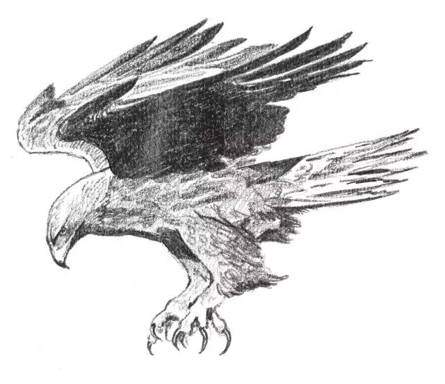 国画素描教程零基础入门,零基础学素描初学者入门教学