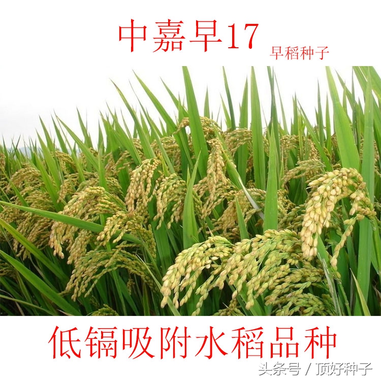 低镉水稻品种有什么缺陷,镉大米是怎么产生的