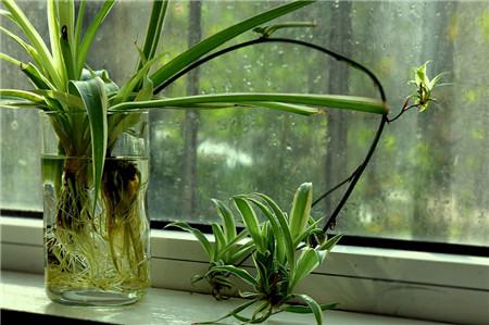 姘村煿鍗峰彾鍚婂叞,閲戦奔鍚婂叞姘村煿