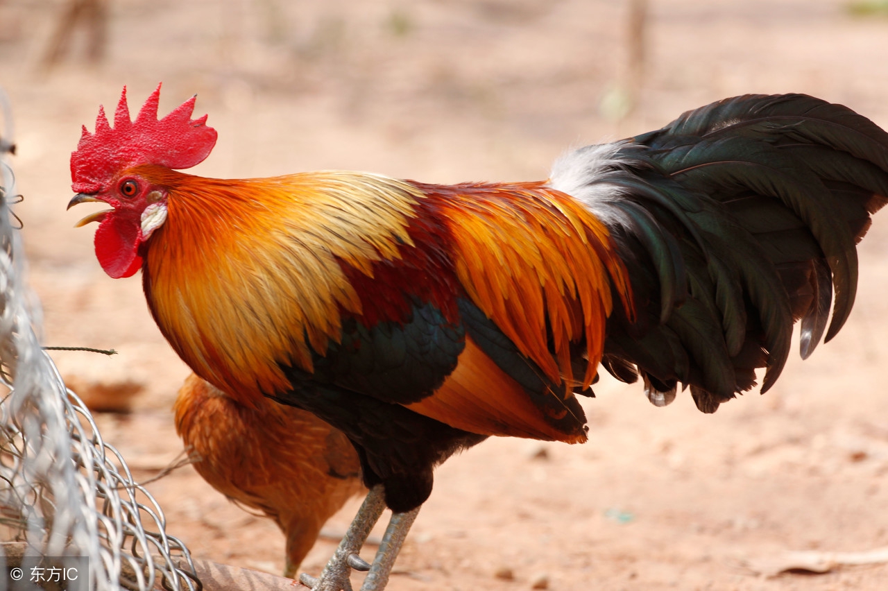 12生肖谁是富贵命谁是操心命,12生肖中哪几个生肖一生富贵命