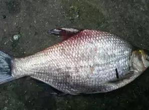 鱼类败血症,鱼病毒性败血症