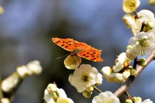 二十四节气惊蛰是哪一天,二十四节气惊蛰怎么画