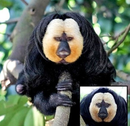 聪明又可爱的猴子,聪明活泼淘气又可爱的猴子