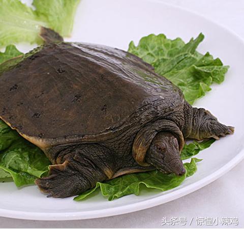 滋补佳品甲鱼炖鸡做法,甲鱼滋补佳品的做法