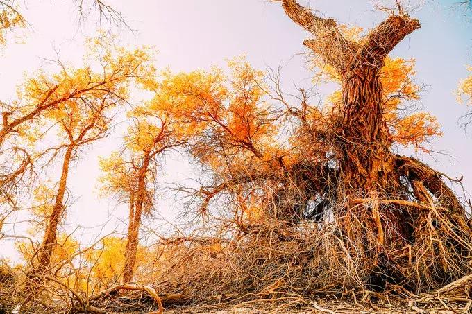 我们来自五湖四海原唱,我们来自于五湖四海全文