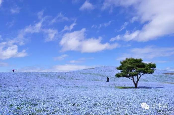 千万不要去魅力指数连续3年倒一的茨城，给你十个理由够不够