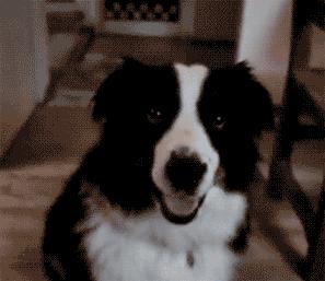 想不到，狗狗的耳型有这么多种！