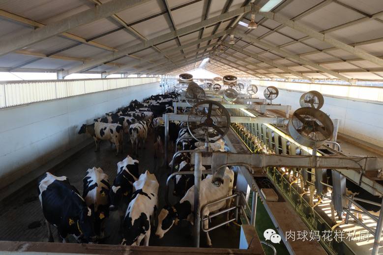 为什么说牛奶是最佳的补钙来源,为什么说牛奶是最佳补钙食物来源