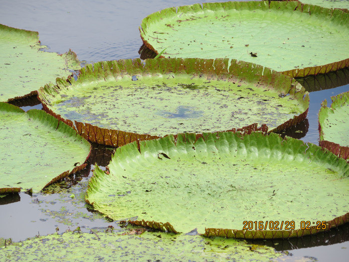 去巴西阿根廷秘鲁智利四国游,巴西阿根廷智利秘鲁地图