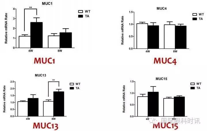 角膜会2016李炜教授:EDA基因突变鼠:一种新的睑板腺功能障碍相关性干眼动物模型