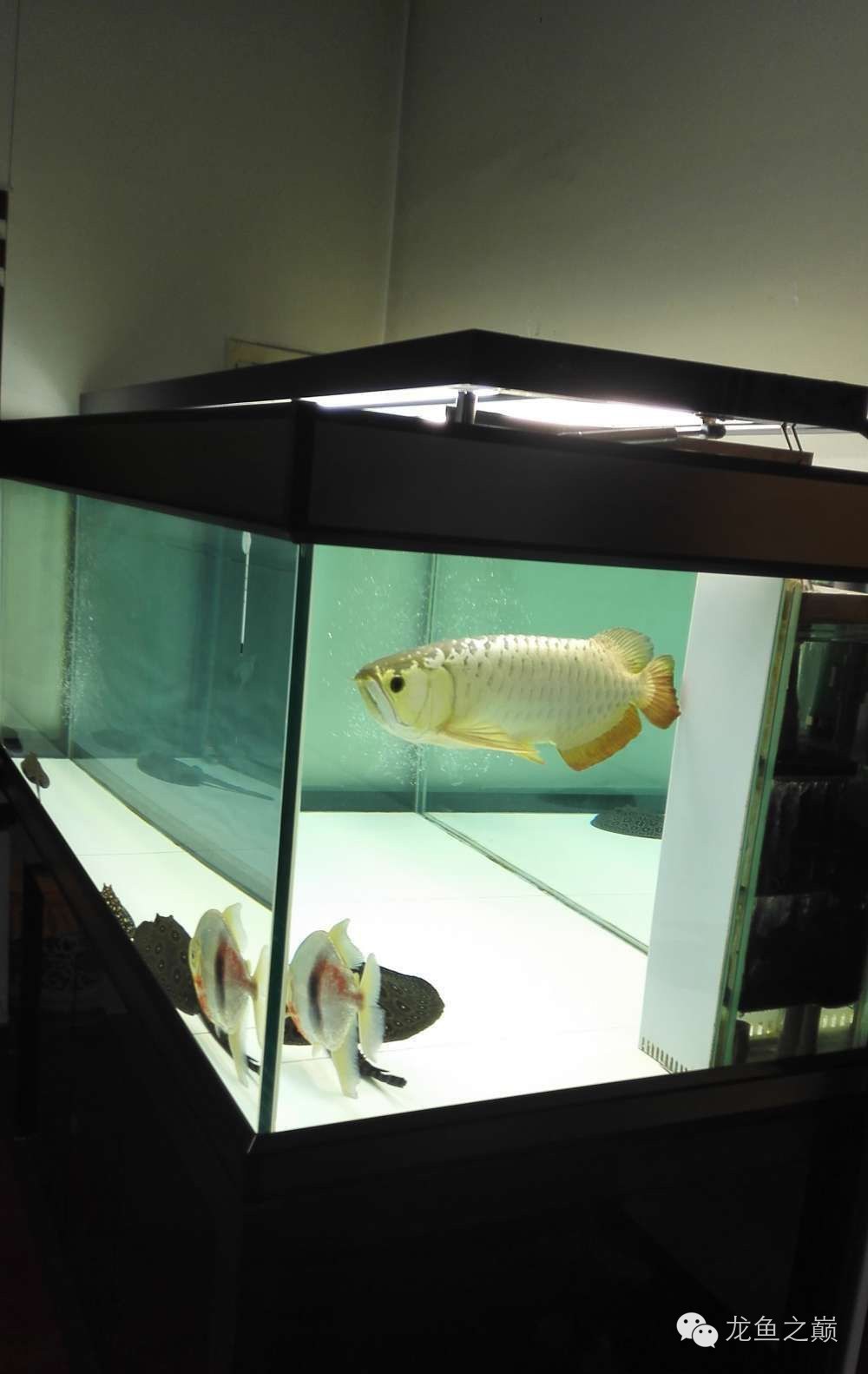 超级白，超会做，这才叫养鱼！