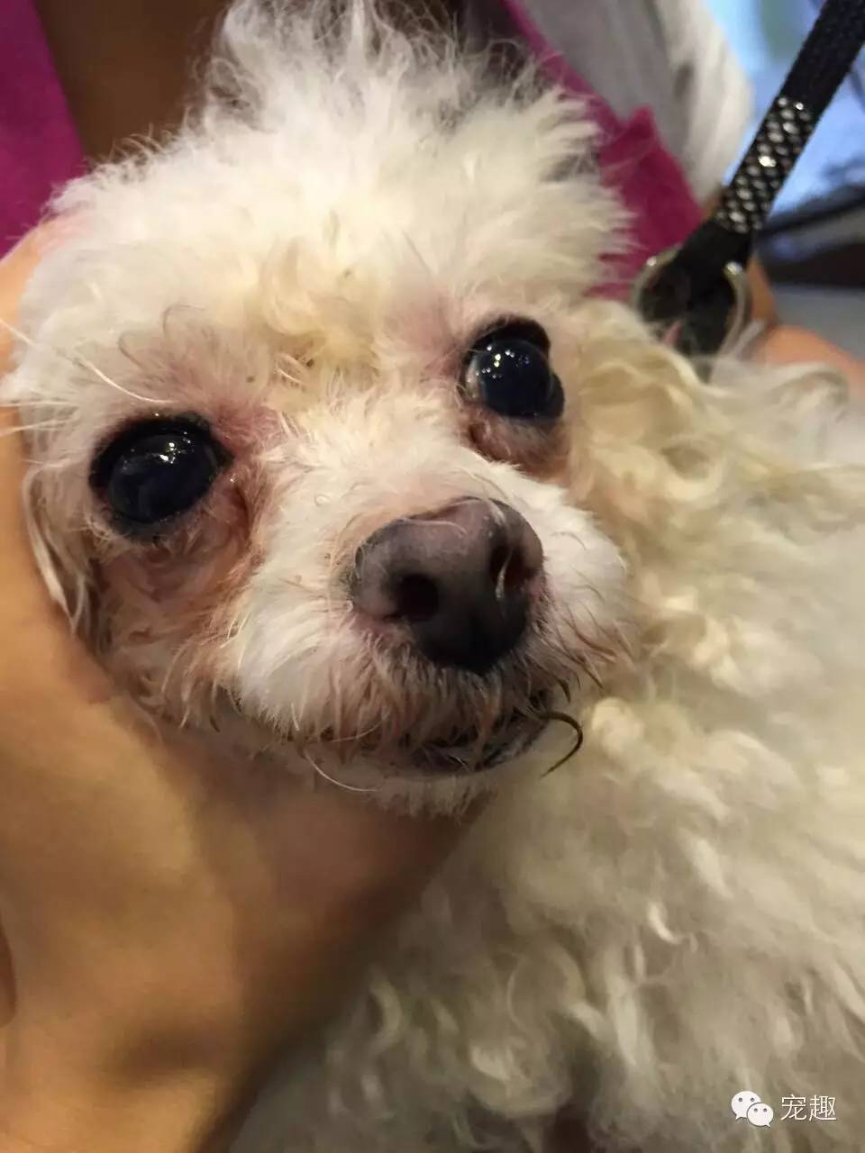 给宠物美容有什么讲究,猫狗去泪痕吃什么好