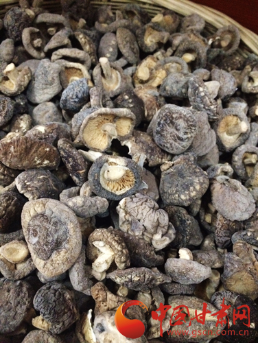 来一场说走就走的旅行第一站陇南,身未动心已远演唱