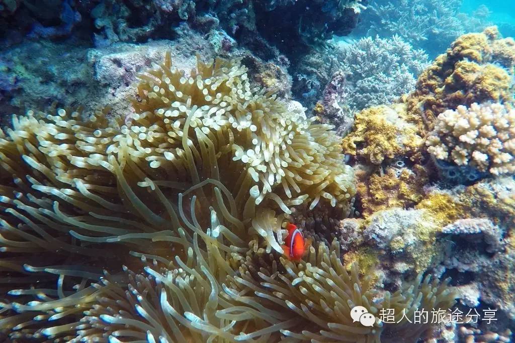 潜水芽庄,芽庄哪个岛适合潜水