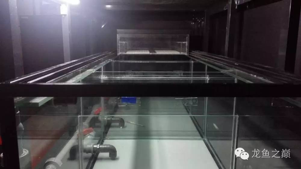 超级白，超会做，这才叫养鱼！