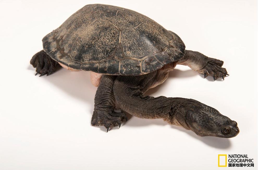 小乌龟生日礼物,小乌龟特别的生日礼物