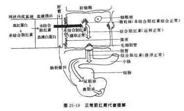 黄疸也要考虑到Gilbert综合征