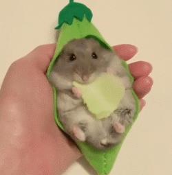 又可爱又会飞又很萌的小仓鼠,小仓鼠可爱的时候有多可爱