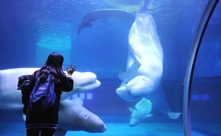 广州塔三八妇女节优惠,广州长隆欢乐世界三八妇女节