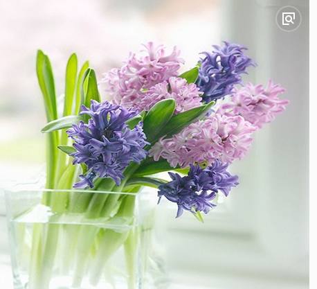 水培风信子瓶子可以养什么,水培风信子一定要放在黑暗地方吗