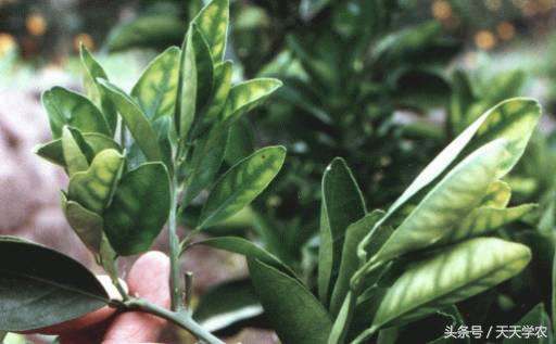 柑橘黄化不一定是缺素,引起柑橘黄化的原因有哪些