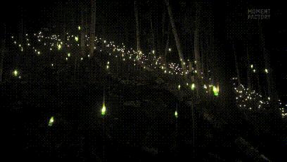 加拿大奇幻森林,加拿大魔法森林风景