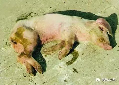 母猪产后奶水不足，教大家8个小偏方