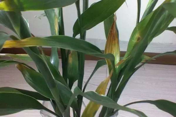 富贵竹黄叶的养殖方法,富贵竹黄叶了用什么方法养好