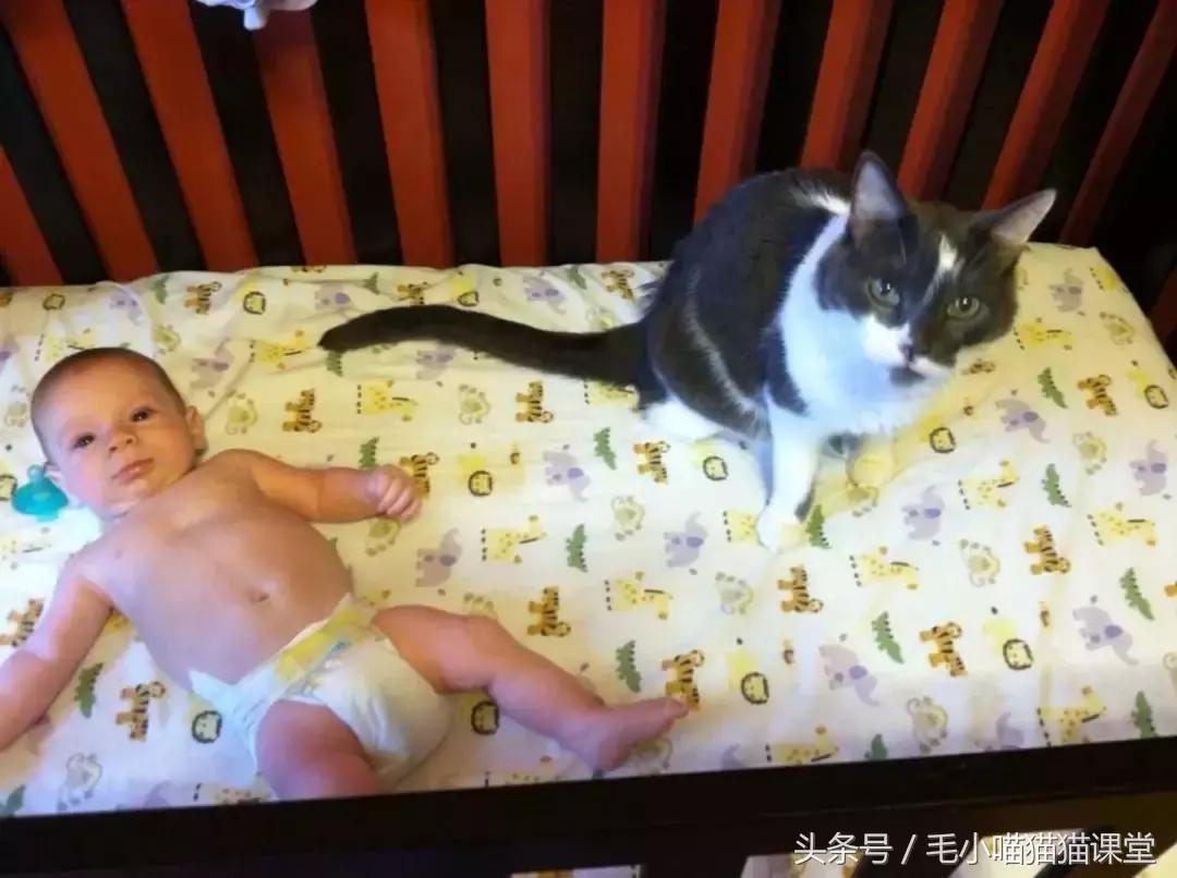 女子花巨资救助猫,女主人尿毒症捐肾