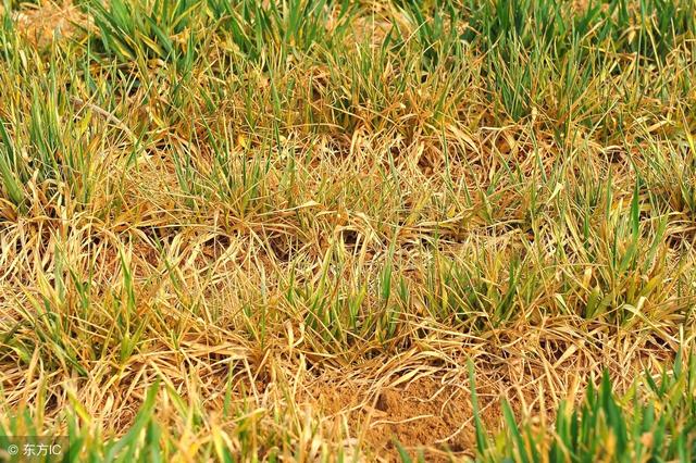 打除草剂小麦受影响发黄怎么补救,近期小麦发黄的原因