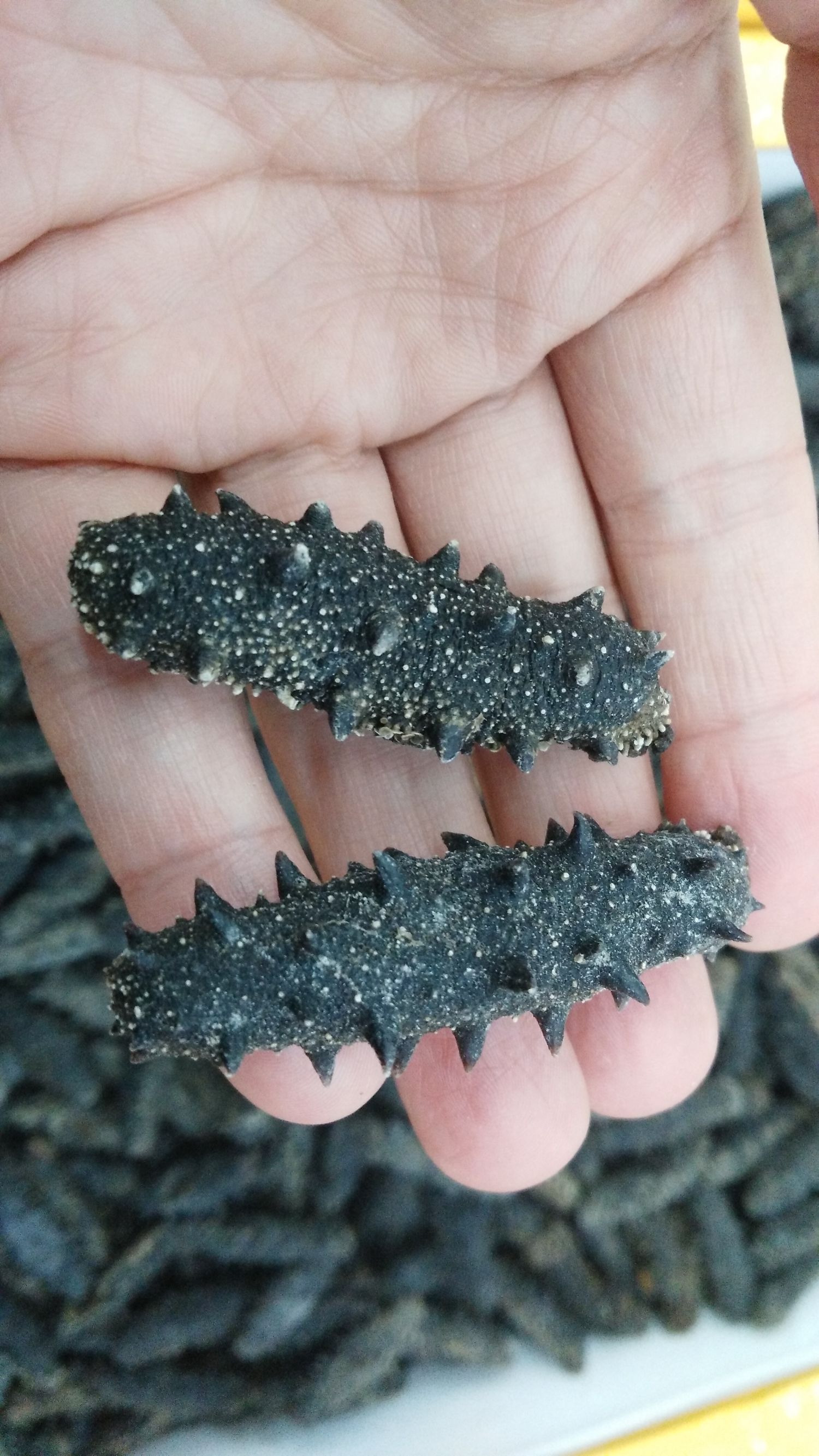 大连棒棰岛海参和晓芹海参谁家好,大连新鲜海参几月份买最好