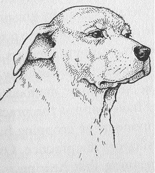 掌握狗的语言交流