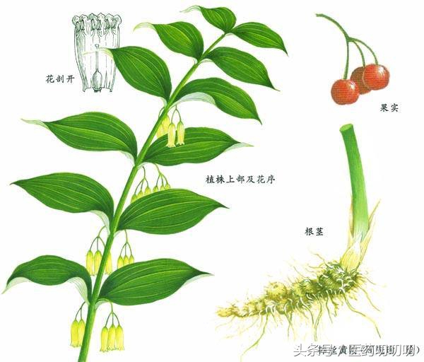 黄精治脾虚的服用方法,黄精治疗肺气虚