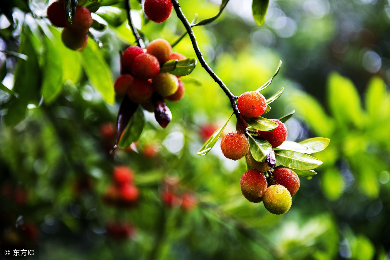 自制杨梅酒最好吃的做法,杨梅酒自制饮品怎么做好喝