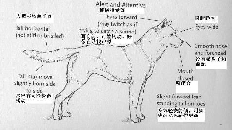 掌握狗的语言交流