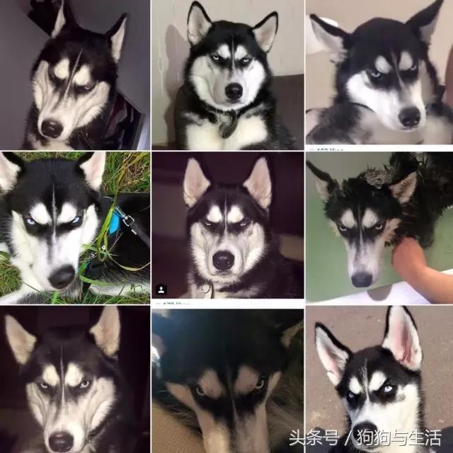 哈士奇西伯利亚俄罗斯,哈士奇西伯利亚雪橇犬