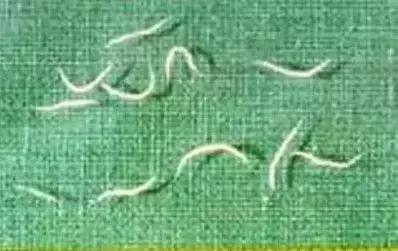 用错药注意事项,驱虫药用错了怎么办