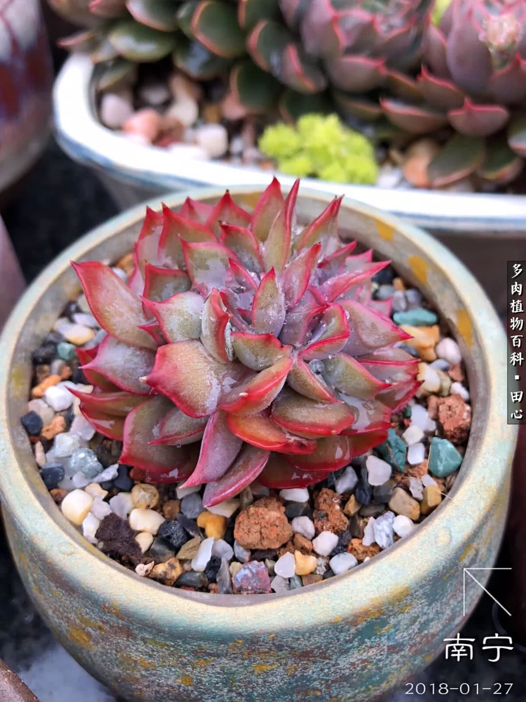 美肉再一次袭来，惊艳了时光，温柔了岁月！