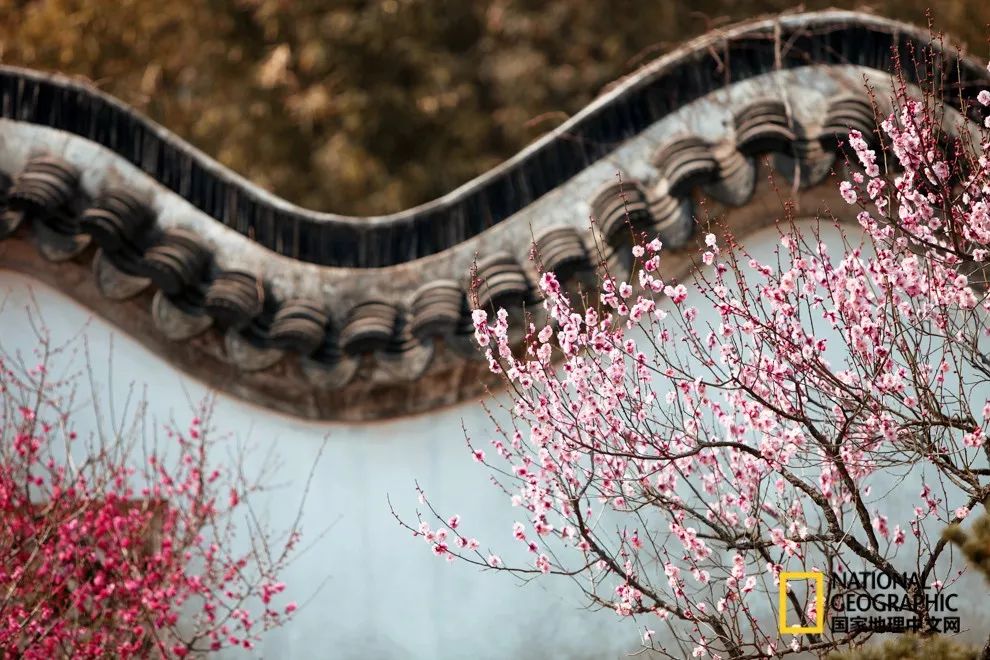 错过需再等一年！来南京看万株梅花海“淡粉宫妆”！