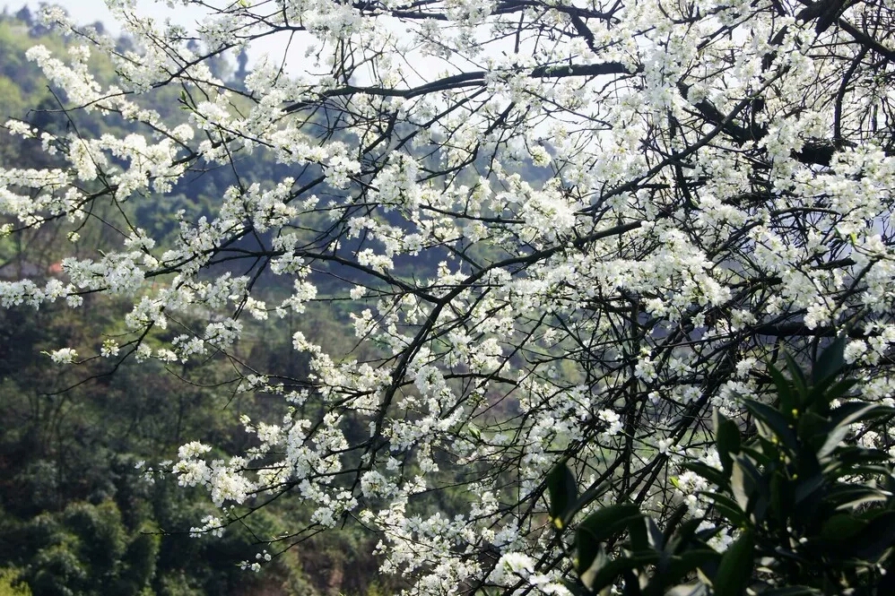 春天来了踏青赏花图片,春意盎然踏青赏花正当时